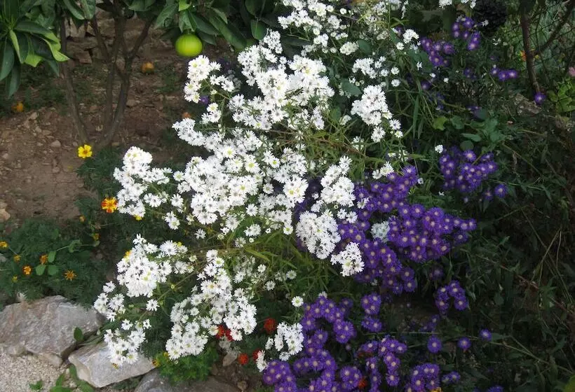 Fotos del hotel Villa Pape:  2