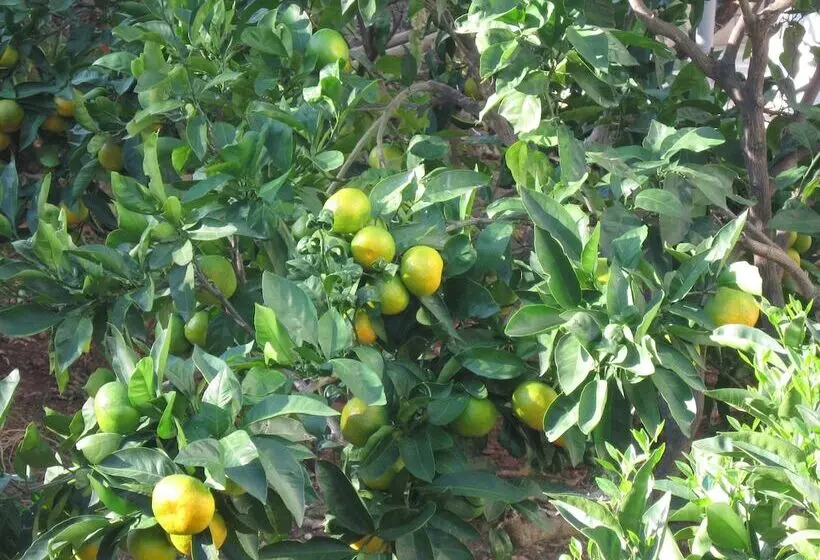 Fotos del hotel Villa Pape:  4