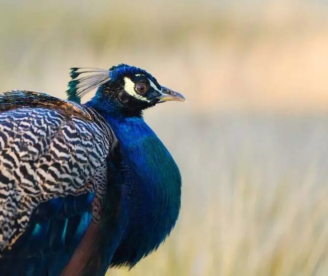 Fotos del hotel Les Jardins De Zyriab:  7