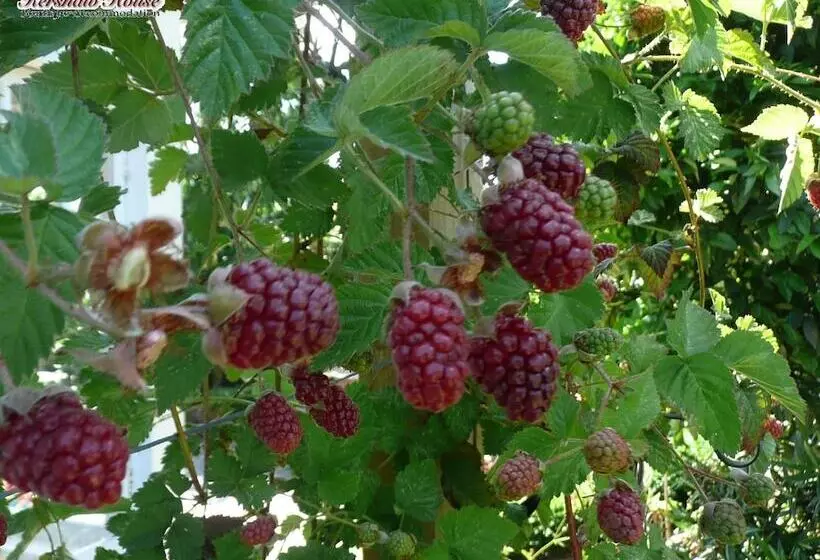 Fotos del hotel Kershaw House Boutique Accommodation:  22