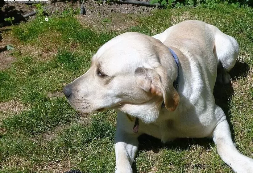 Fotos del hotel Kershaw House Boutique Accommodation:  17