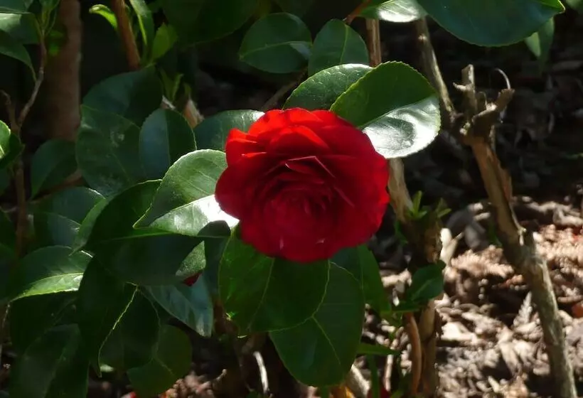 Fotos del hotel Kershaw House Boutique Accommodation:  14