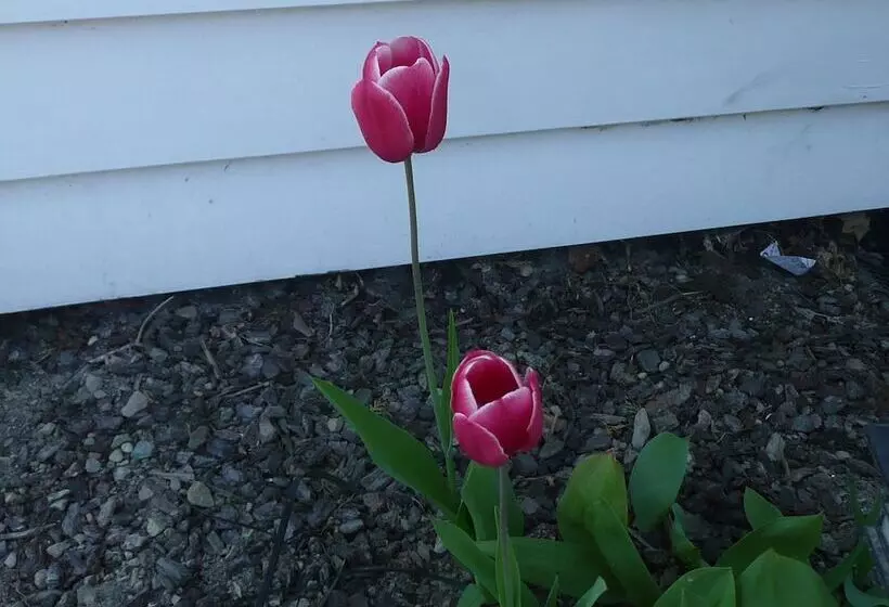 Fotos del hotel Kershaw House Boutique Accommodation:  20