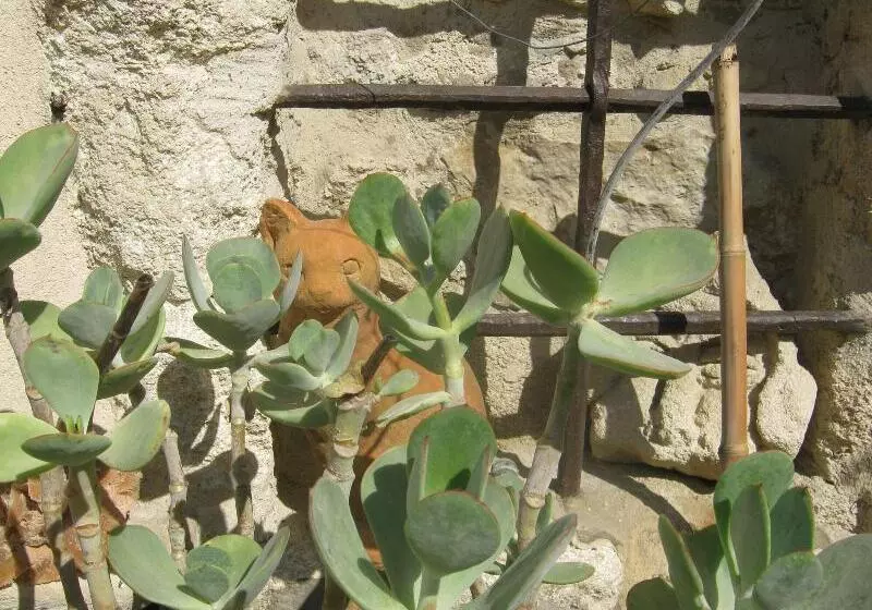 Fotos del hotel Les Jardins De La Livrée:  5