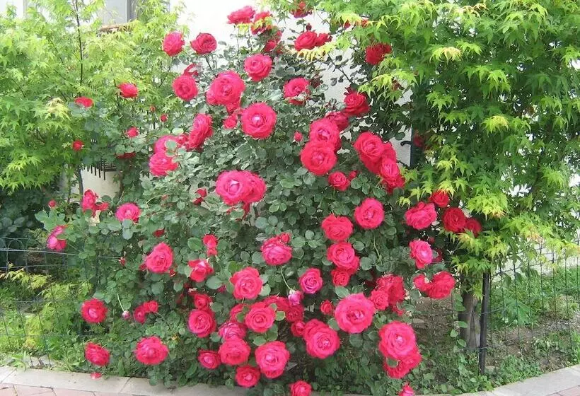 Fotos del hotel City Hotel Bucharest:  13