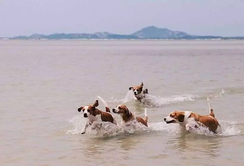 Fotos del hotel Chantaramas Resort:  7