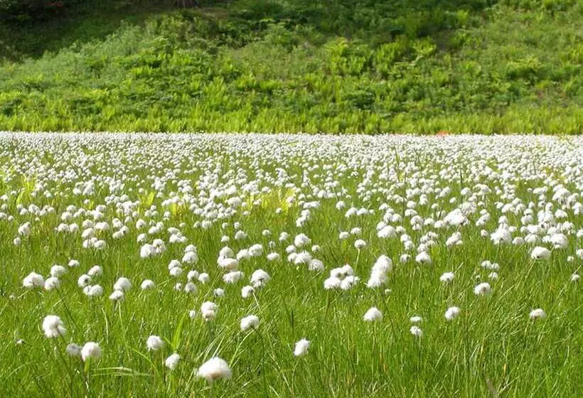 Fotos del hotel Shirakabaso Shigakogen:  16