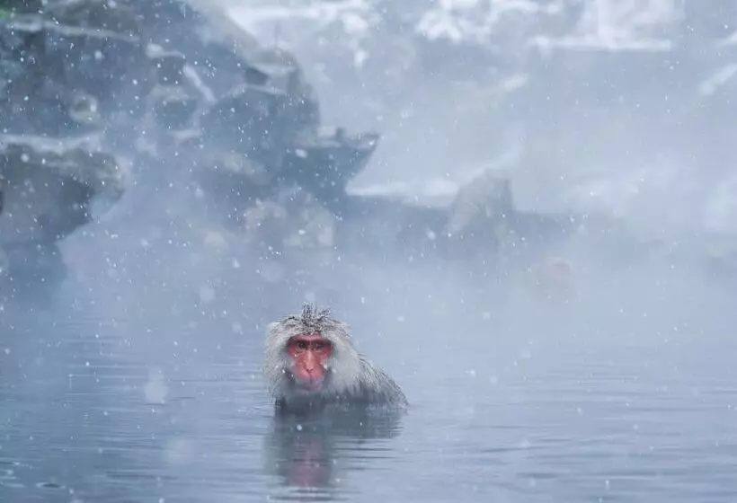 Fotos del hotel Ryokan Suminoyu:  18