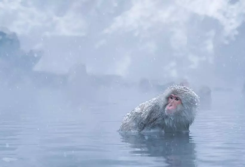 Fotos del hotel Ryokan Suminoyu:  21