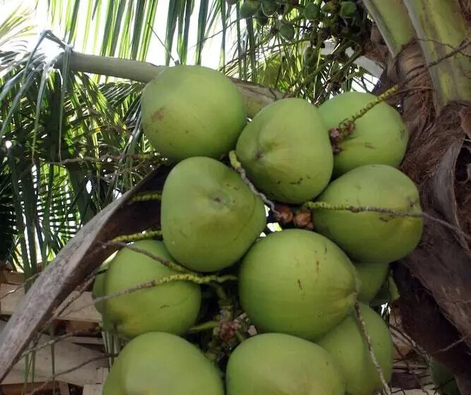Fotos del hotel Pousada Luar De Buzios:  7