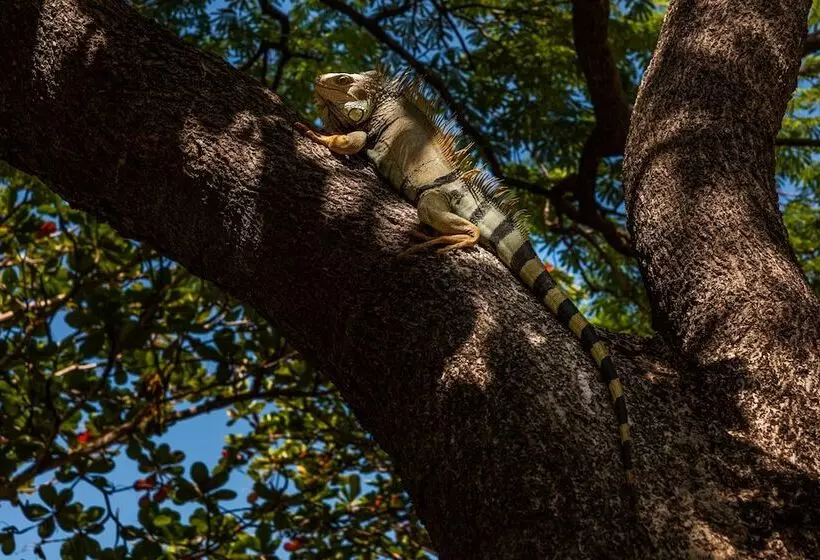 Fotos del hotel Irotama del Sol:  6