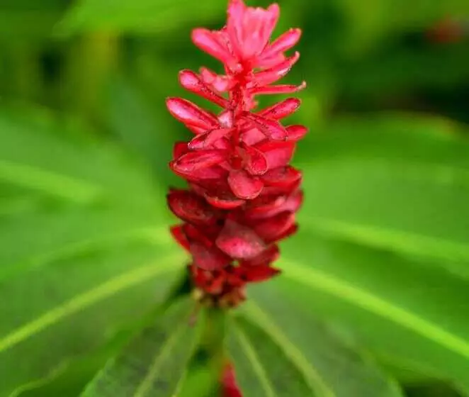 Fotos del hotel Taksu Sanur:  6