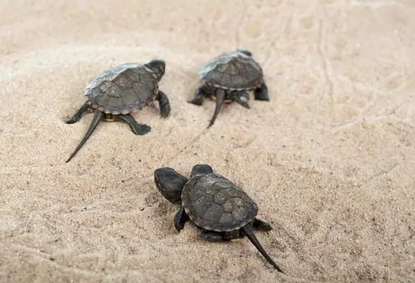 Fotos del hotel Panareti Coral Bay Resort:  7