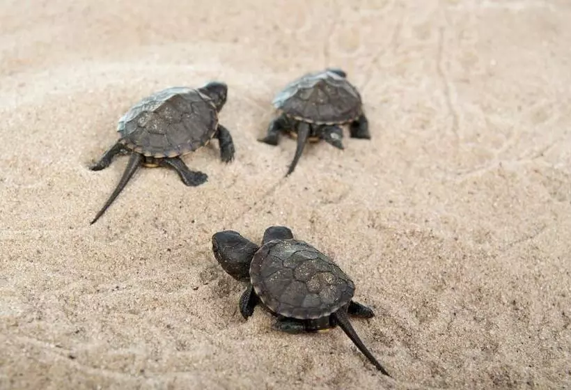 Fotos del hotel Panareti Coral Bay Resort:  14