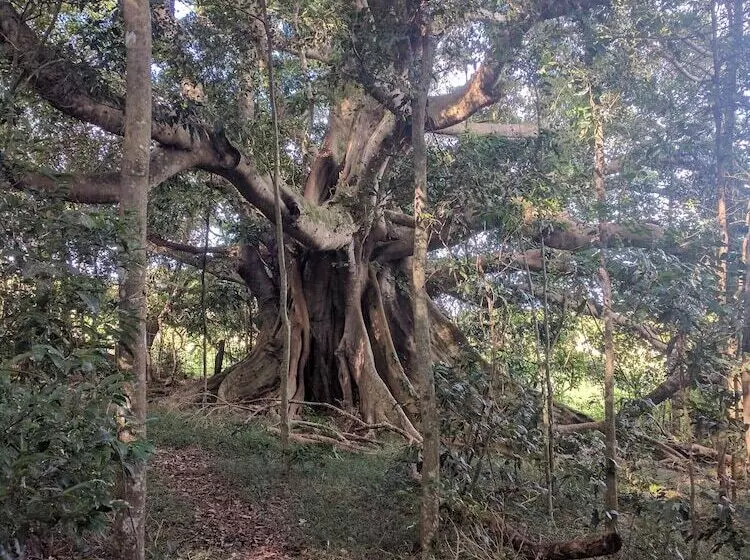 Fotos del hotel Alstonville Country Cottages:  10