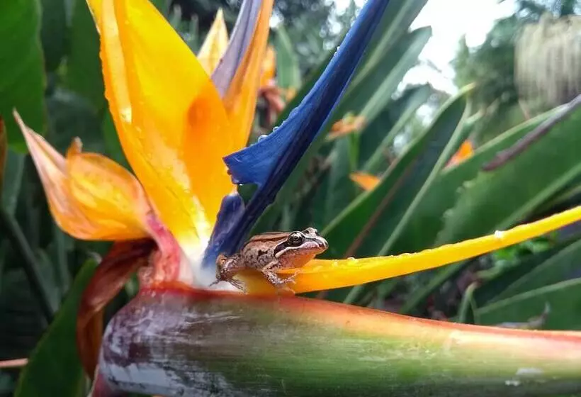 Fotos del hotel Alstonville Country Cottages:  5