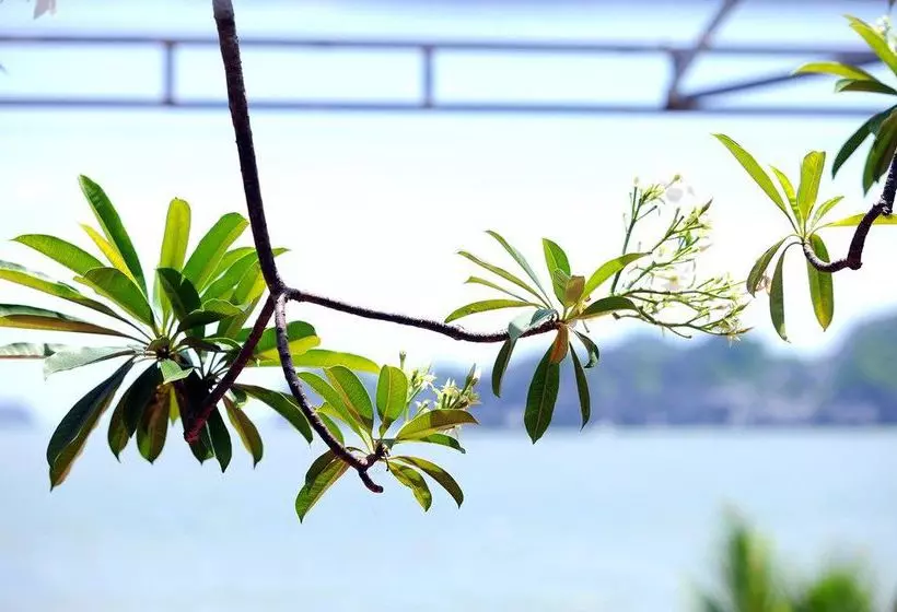 Fotos del hotel Monkey Island Resort:  7