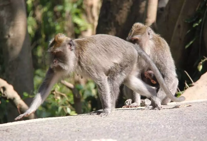 Fotos del hotel Umaya Ubud Villa:  12