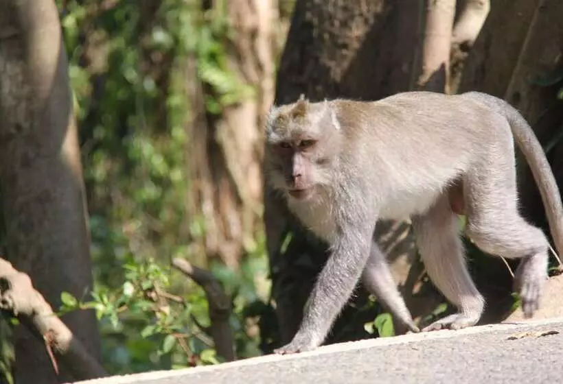Fotos del hotel Umaya Ubud Villa:  16
