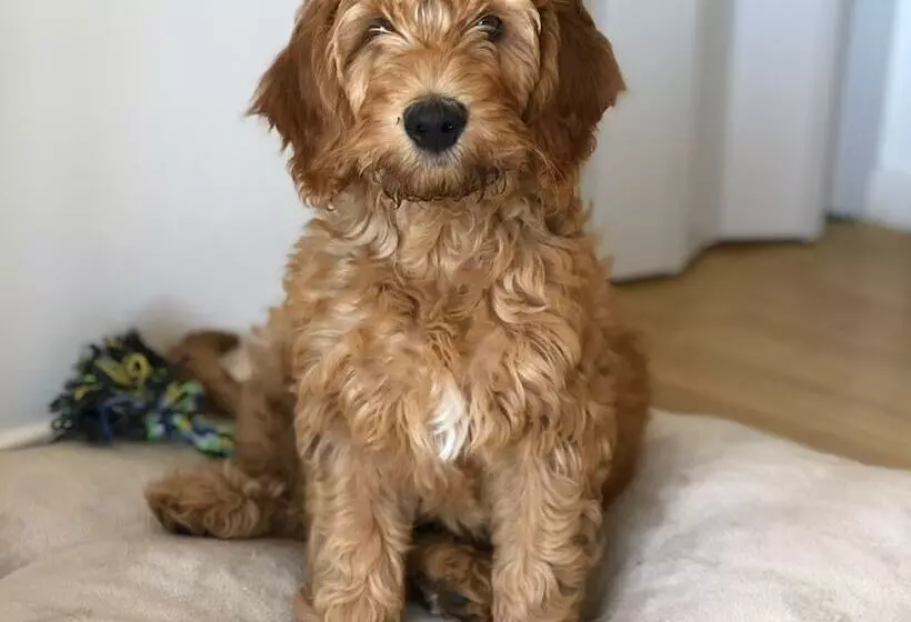 Fotos del hotel Own Montevideo:  7