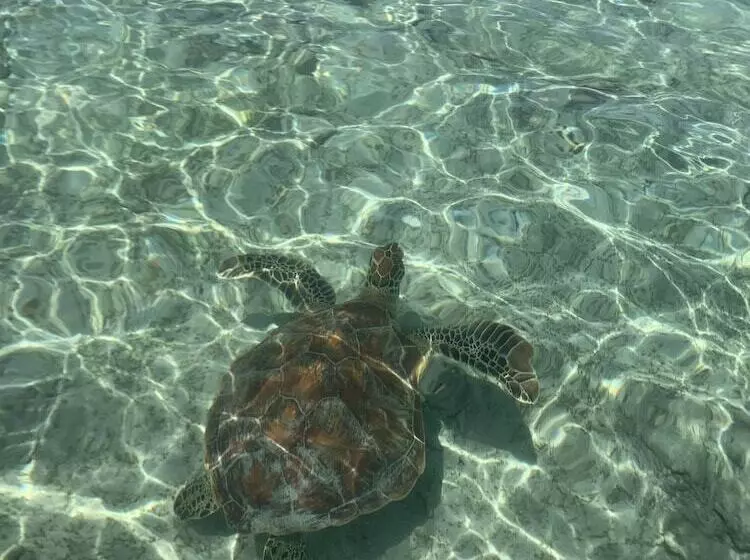 Fotos del hotel La Cocoteraie Ecolodge Glamping:  5