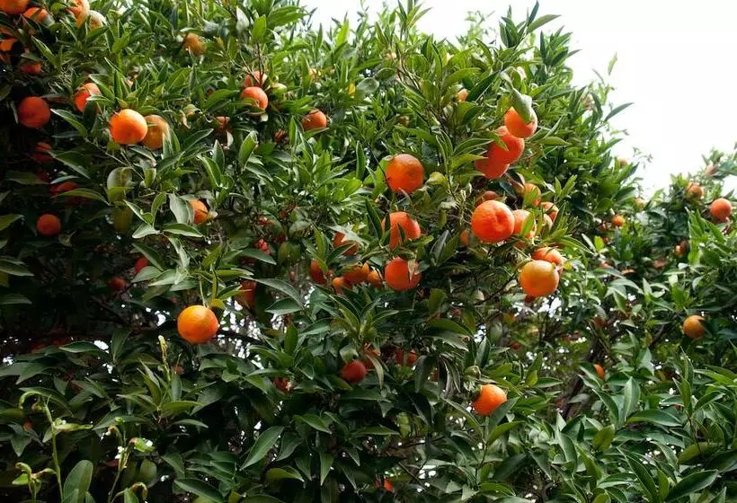 Fotos del hotel Koru Beach Club:  4