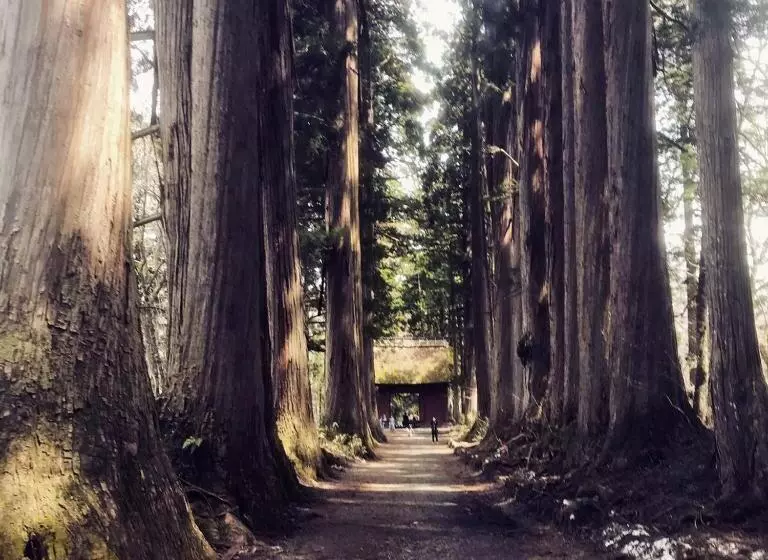 Fotos del hotel Tsubakino:  24