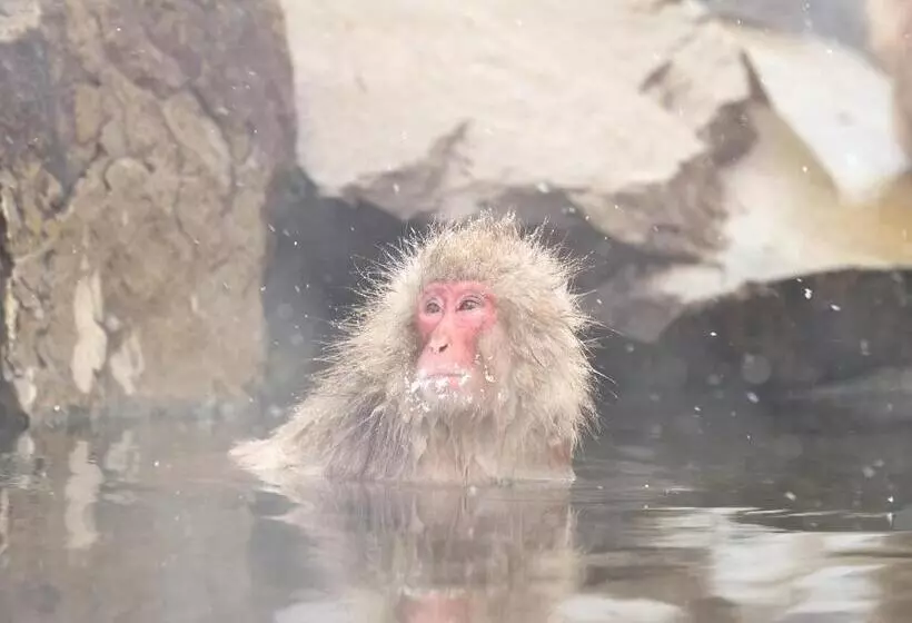 Fotos del hotel Tsubakino:  10