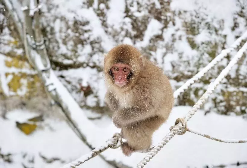 Fotos del hotel Tsubakino:  6