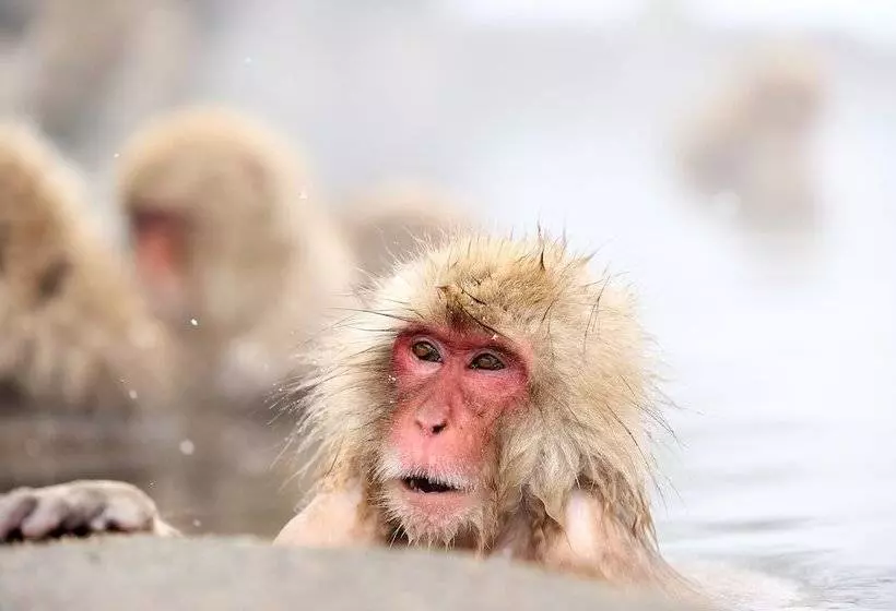 Fotos del hotel Tsubakino:  13