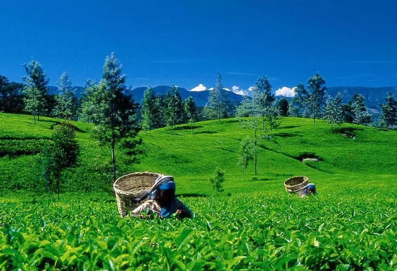 Fotos del hotel Oak Ray Summer Hill Breeze:  16