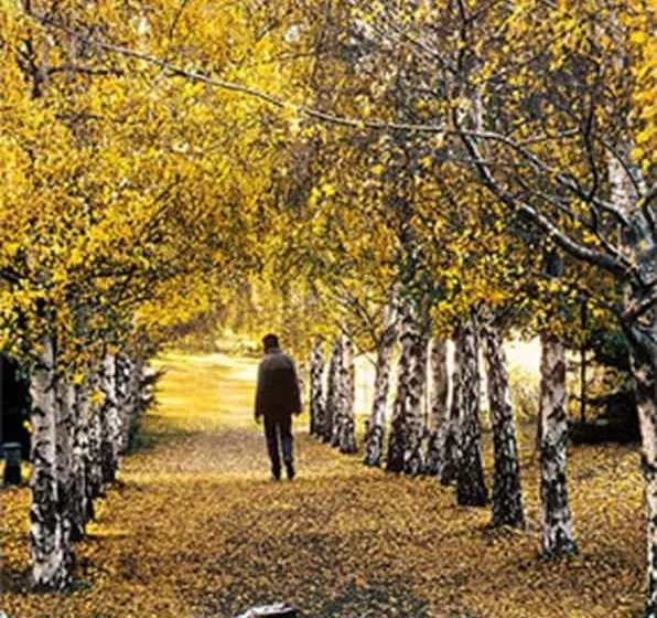 Fotos del hotel Rupu Pehuen Resort:  3