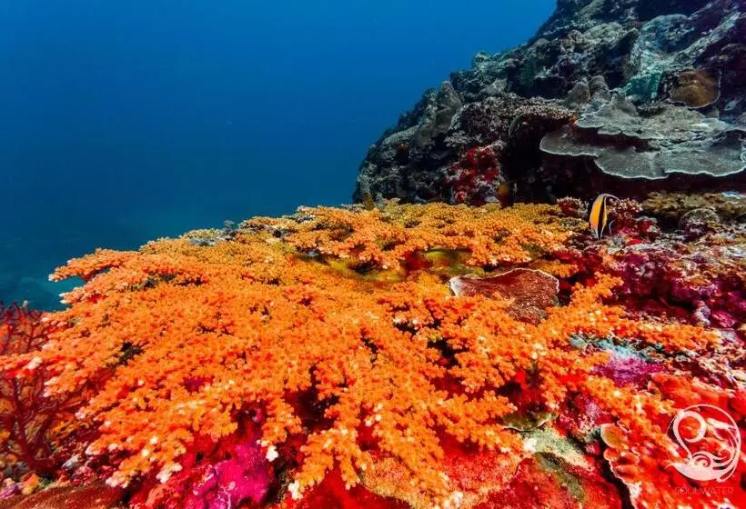Fotos del hotel Oceans 5 Dive Resort:  14