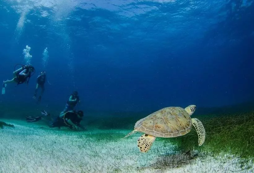 Fotos del hotel Akumal Natura Glamping:  11