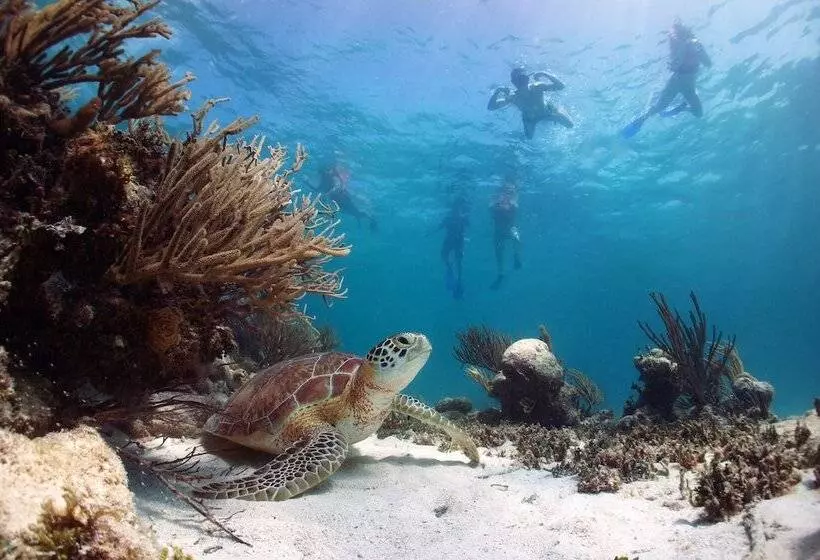 Fotos del hotel Akumal Natura Glamping:  13