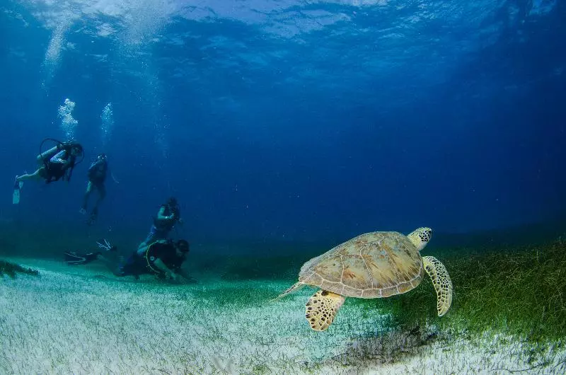 Fotos del hotel Akumal Natura Glamping:  6