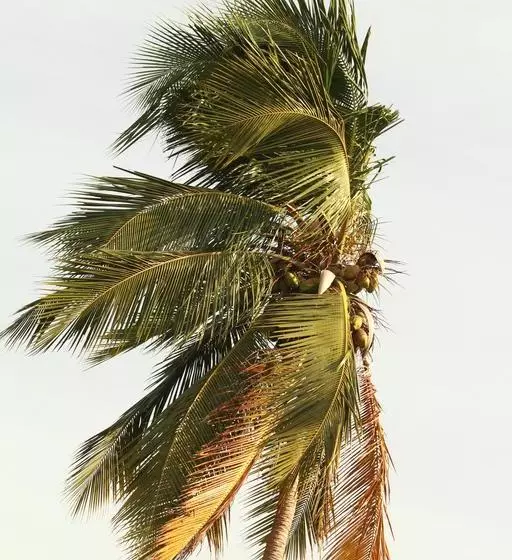 Fotos del hotel Pearl City:  16