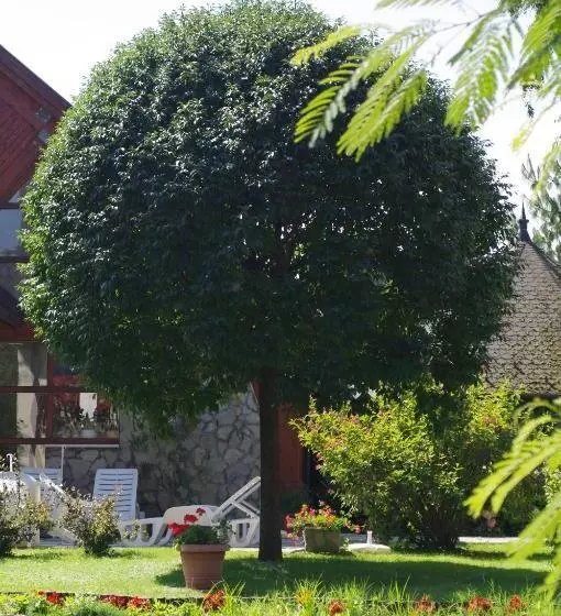 Fotos del hotel ágnes:  9