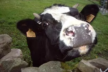 San Roque de Riomiera - San Roque de Riomiera