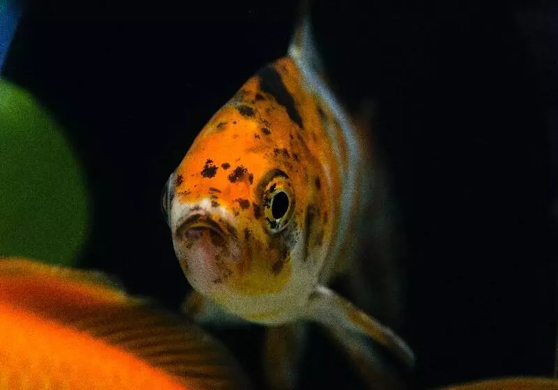 Fotos del hotel Agua De Mar  Boutique:  8