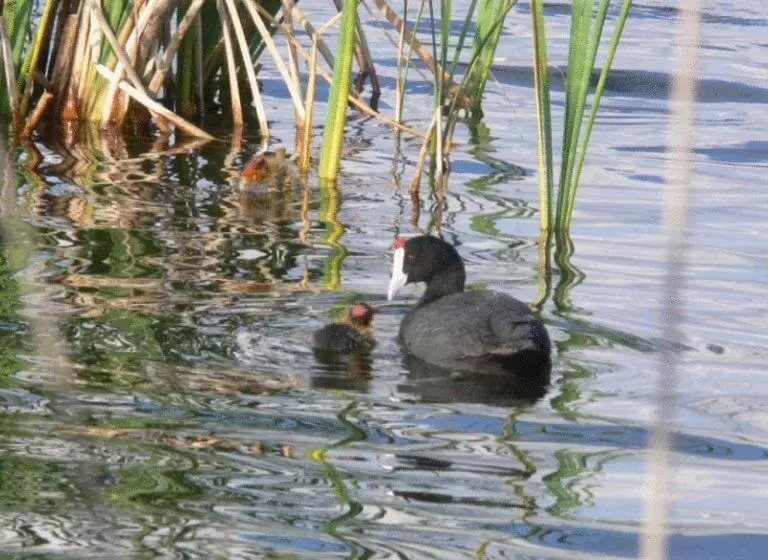 Fotos del hotel Tudanca Benavente:  7