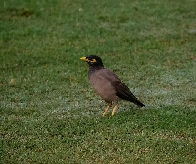 Fotos del hotel Rajmahal Palace:  7