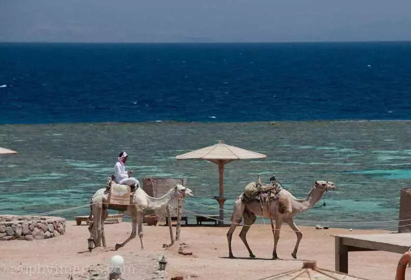 Fotos del hotel Daniela Village Dahab:  22