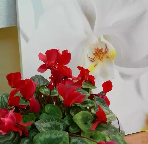 Fotos del hotel Select Garden:  12