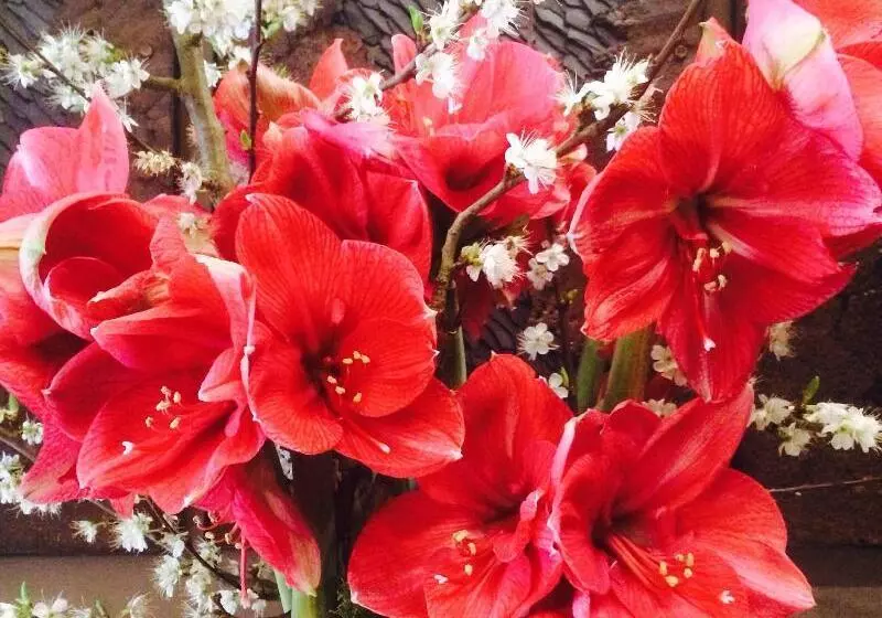 Fotos del hotel Villa Saxe Eiffel:  6