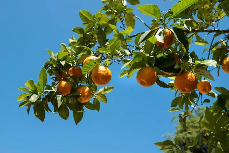 Fotos del hotel Degli Aranci:  8