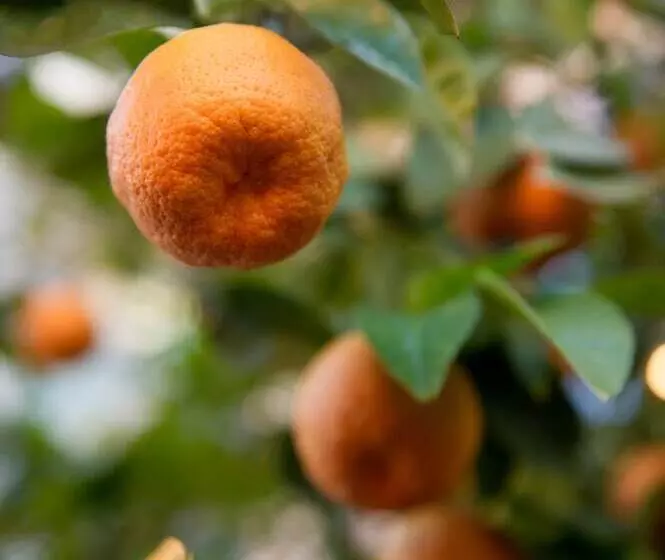 Fotos del hotel Degli Aranci:  13