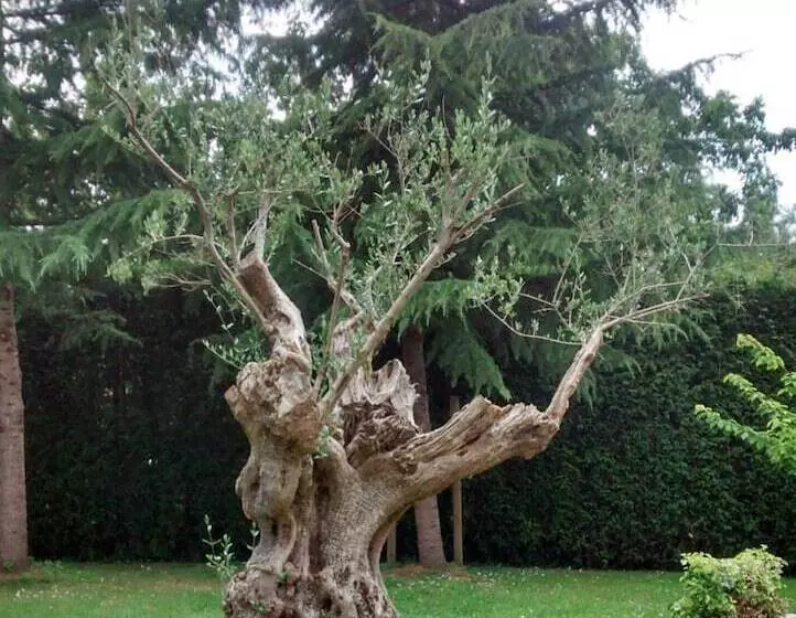 Fotos del hotel Palacio De La Viñona:  4