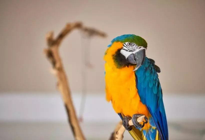 Fotos del hotel Son Sant Jordi - Turismo De Interior:  21