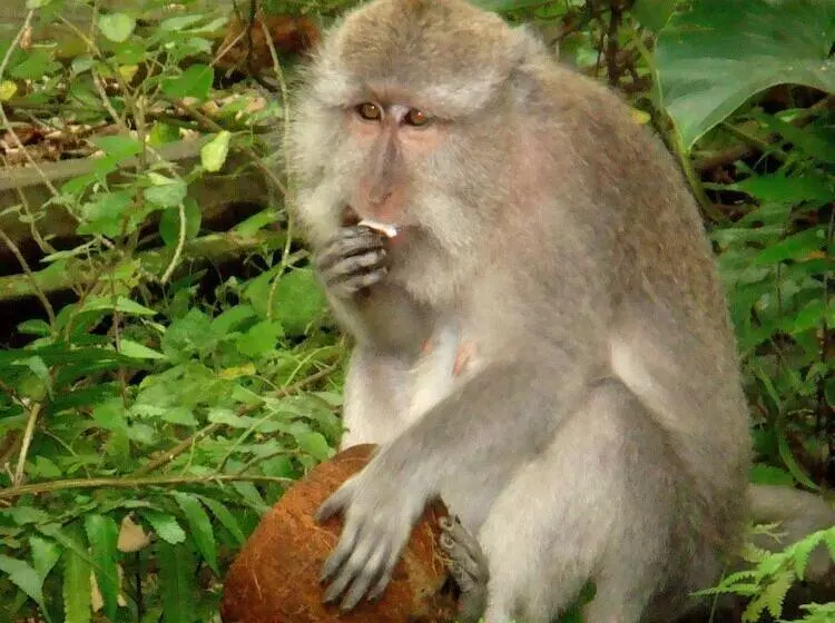 Fotos del hotel Kebun Indah:  4